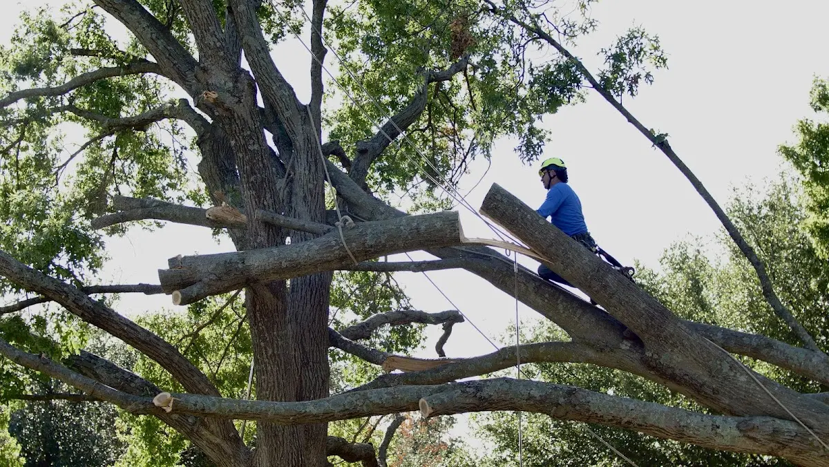 Professional Crown Thinning performed by certified arborists in Emmett